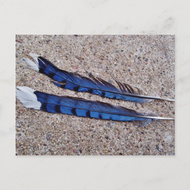 Carte Postale Plumes d'oiseau Blue Jay (Devant)