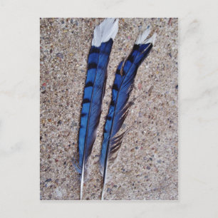 Carte Postale Plumes d'oiseau Blue Jay