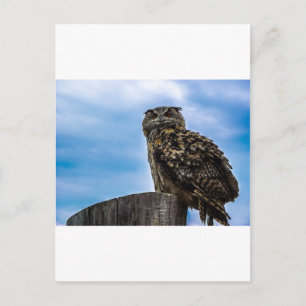 Carte Postale Plumes d'oiseau de hibou Animal Nature Destin Paix