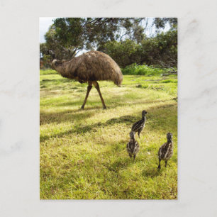 Carte Postale "Plumes et pas de pas : Père Emu avec les poussins