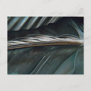 Carte Postale plumes noires et blanches