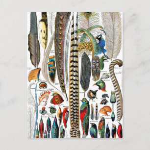 Carte Postale Plumes par Adolphe Millot