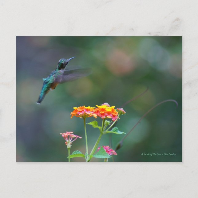 Carte Postale Plumes rouillées ~ Colibri volant (Devant)