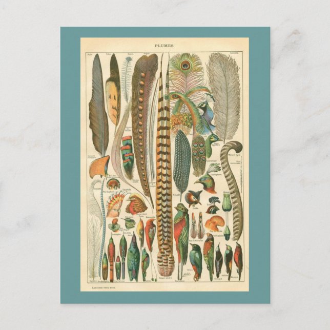 Carte Postale Plumes vintages (Devant)