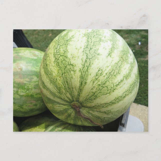 Carte Postale Plump Melon (Devant)