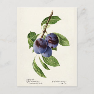 Carte Postale Plums bleus (Prunus Domestica) Peinture aux fruits