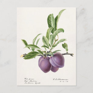 Carte Postale Plums pourpres (Prunus Domestica) Peinture aux fru