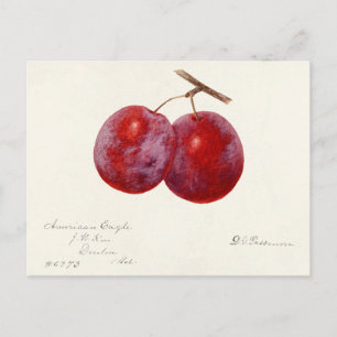 Carte Postale Plums (Prunus Domestica) Peinture à l'aquarelle au