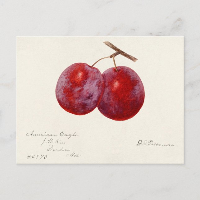 Carte Postale Plums (Prunus Domestica) Peinture à l'aquarelle au (Devant)