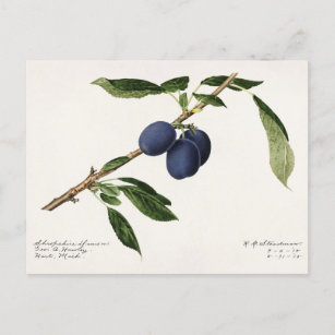 Carte Postale Plums (Prunus Domestica) Peinture à l'aquarelle au