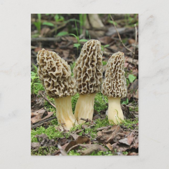 Carte Postale Plus de Morels (Devant)