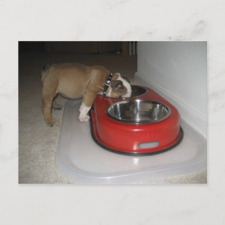 Carte Postale plus que vous ne pouvez mâcher