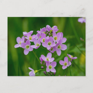Carte postale Plutôt rose Fleurs de cacao