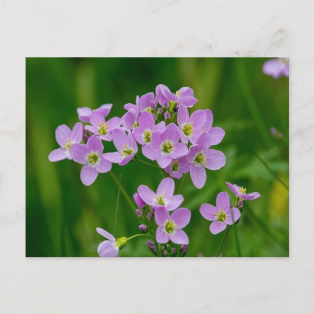 Carte postale Plutôt rose Fleurs de cacao (Devant)