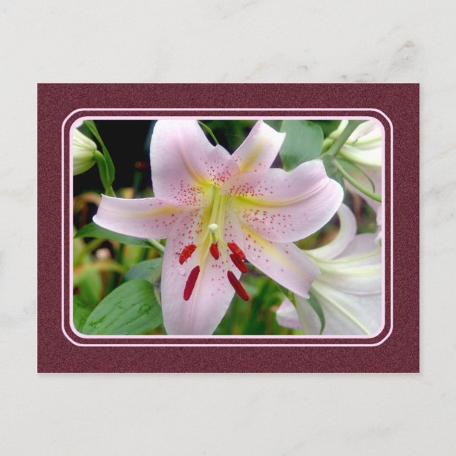 Carte postale Plutôt Rose Lily (Devant)