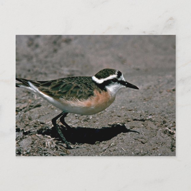 Carte Postale Pluvier de Kittlitz (Devant)