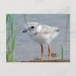 Carte Postale Pluvier siffleur