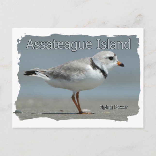 Carte Postale Pluvier siffleur de l'île Assateague (Devant)