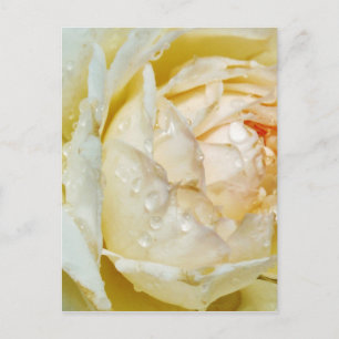Carte Postale Pluvier sur Champagne Blush White Rose floral