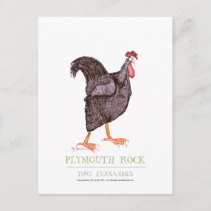 Carte Postale PLYMOUTH ROCK HEN, tony fernandes