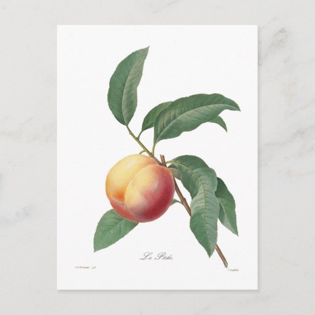 Carte Postale Poche (Devant)