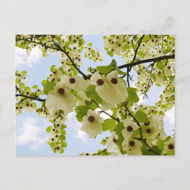 Carte Postale Poche Pokéfaction Arbre Blossom Postcard (Devant)
