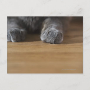 Carte Postale Poches de chat