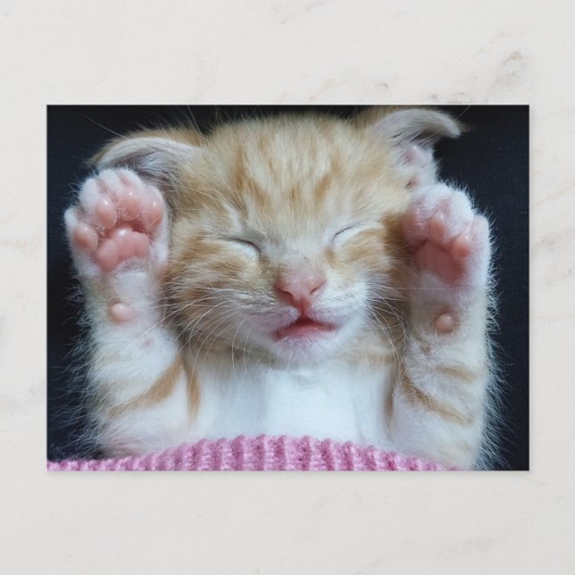 Carte Postale Poches vers le haut Kitty (Devant)