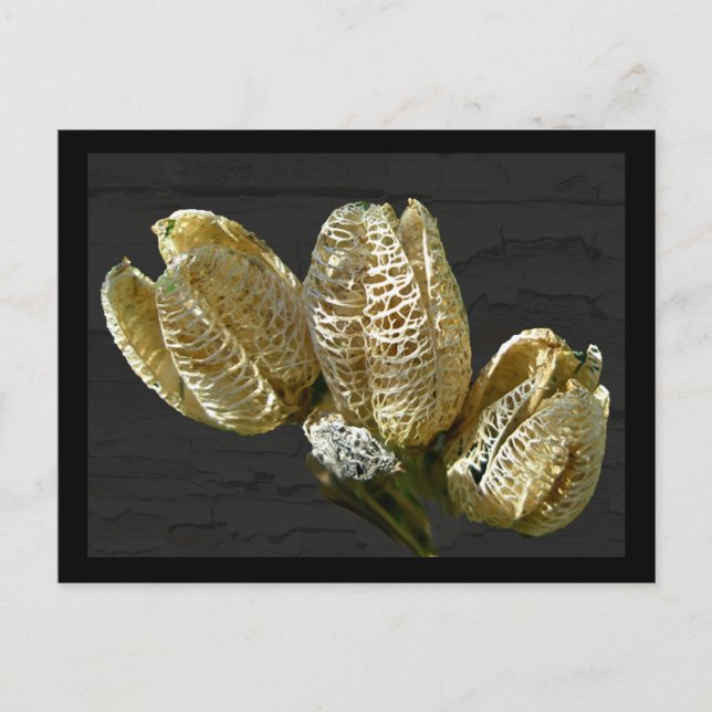Carte Postale Pods de graines de Lily séchés (Devant)
