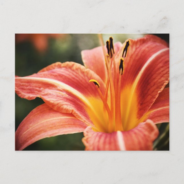 Carte Postale Poésie printanière (Devant)