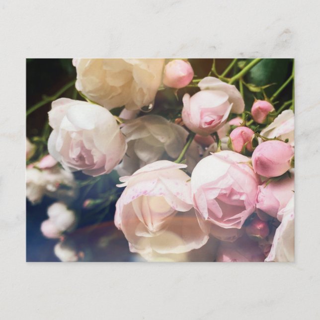 Carte Postale Poésie Rose Collection (Devant)