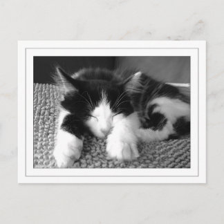 Carte Postale Poète d'Anora