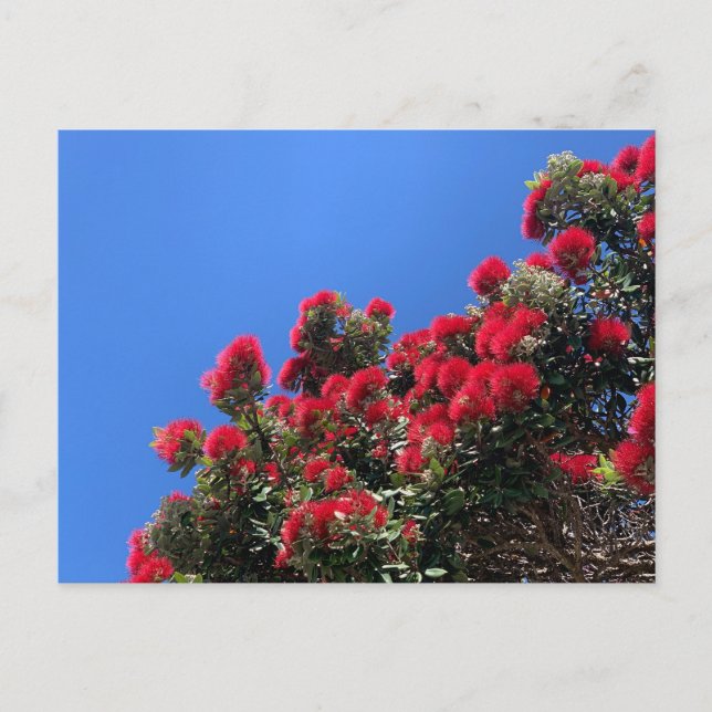 Carte postale Pohutukawa 1 (Devant)
