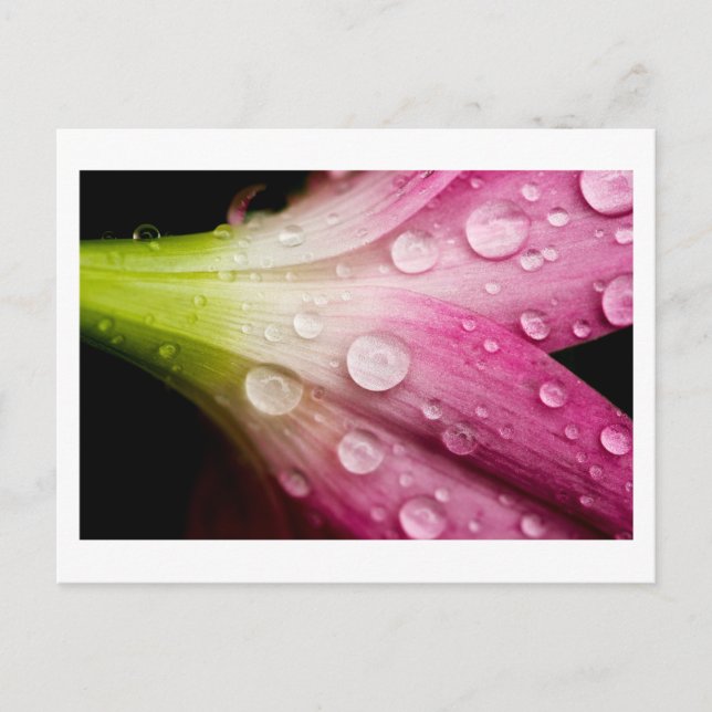 Carte Postale poids de départ (Devant)