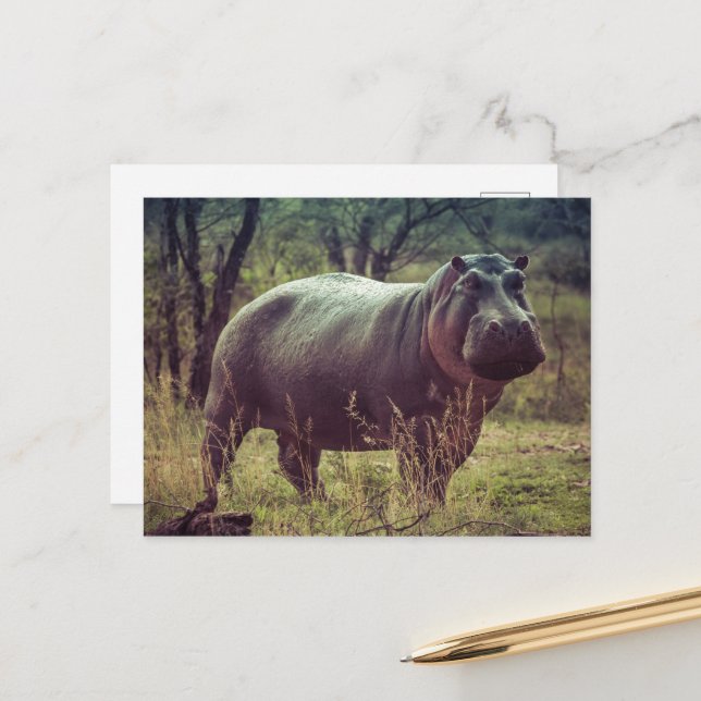 Carte Postale Poing hippo debout à la caméra en Afrique Foliage (Devant/Arrière en situation)
