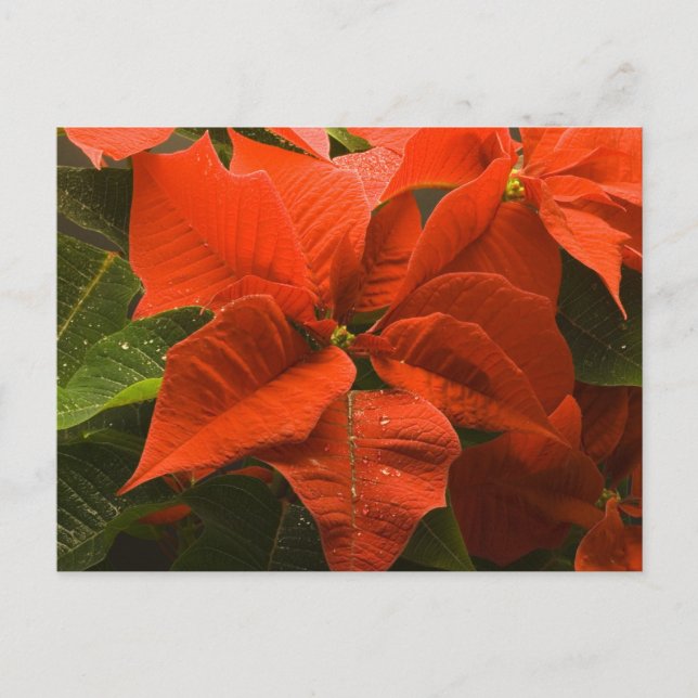 Carte Postale Poinsettia (Devant)