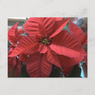 Carte Postale Poinsettia