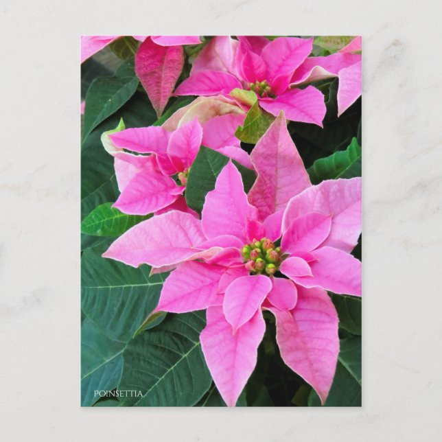 Carte Postale Poinsettia [Carte postale] (Devant)