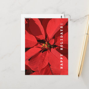 Carte Postale Poinsettia Joyeuses Fêtes