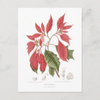Poinsettia pulcherrima