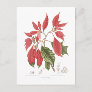 Carte Postale Poinsettia pulcherrima