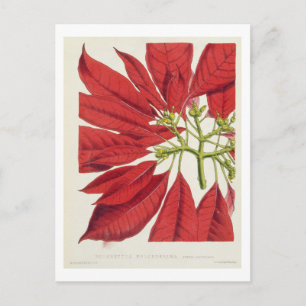 Carte Postale Poinsettia Pulcherrima (litho couleur)