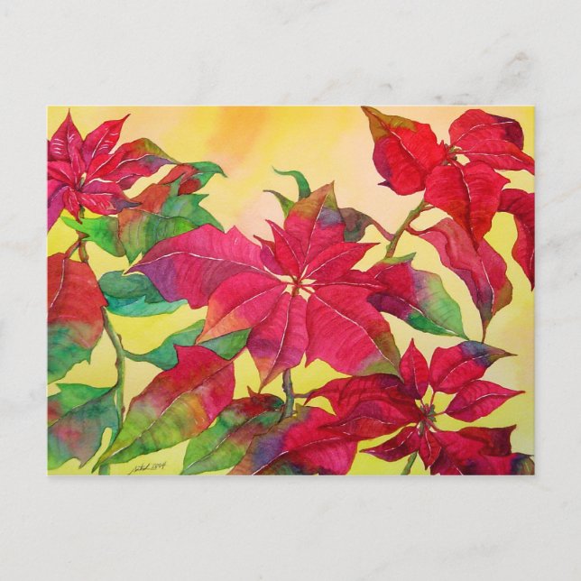 Carte postale Poinsettias (Devant)