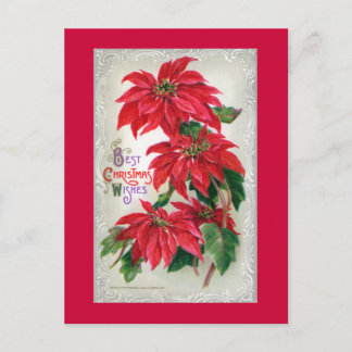 Carte postale Poinsettias