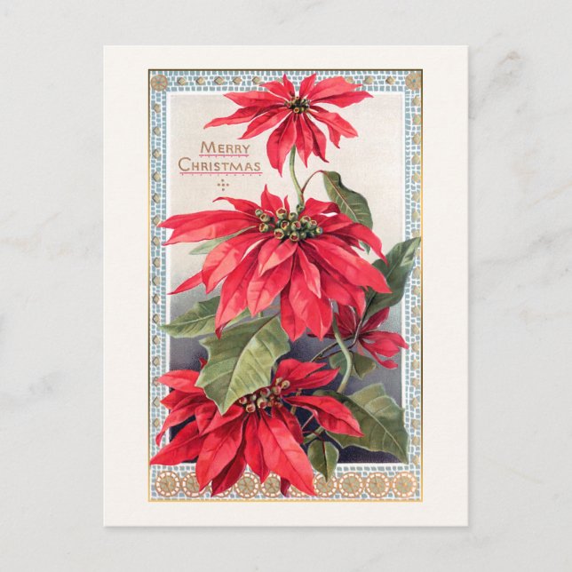 Carte Postale Poinsettias élégantes dans cadre or décoratif (Devant)