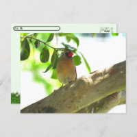 Point de passage - Femme Cardinal Jardin Bird