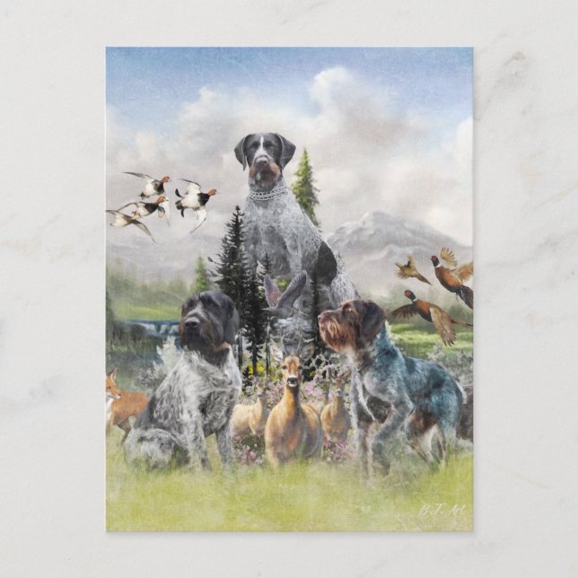 Carte Postale Pointer à poil dur allemand (Devant)