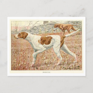 Carte postale Pointer Dogs
