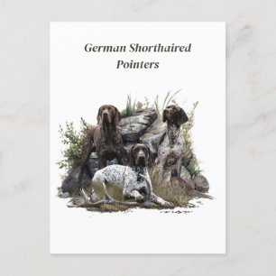 Carte Postale Pointeur à cheveux courts allemand ou Deutsch Kurz