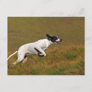 Carte Postale Pointeur. Canis lupus familiaris